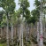 菠萝蜜2-15分，基地直销，一手货源，大量低价出售，欢迎选购
