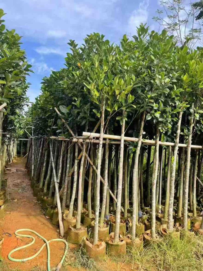 菠萝蜜2-15分，基地直销，一手货源，大量低价出售，欢迎选购