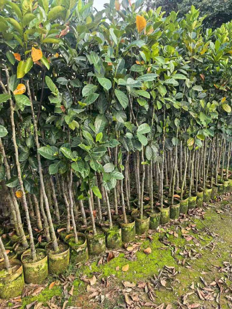 菠萝蜜2-15分，基地直销，一手货源，大量低价出售，欢迎选购