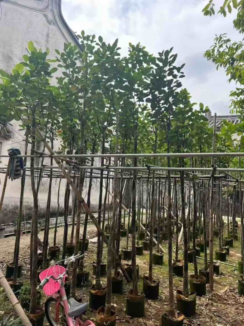 菠萝蜜2-15分，基地直销，一手货源，大量低价出售，欢迎选购