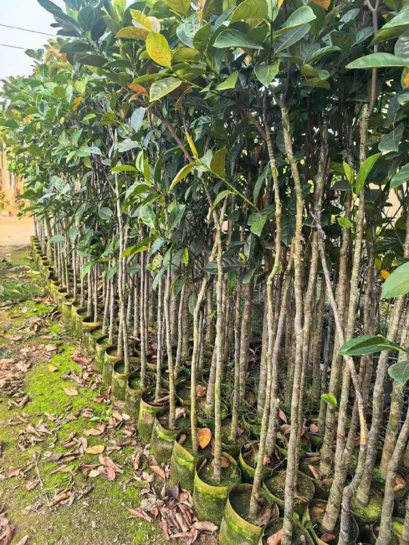 菠萝蜜2-15分，基地直销，一手货源，大量低价出售，欢迎选购