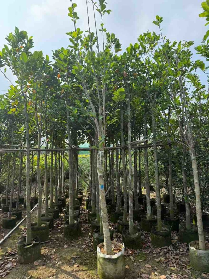 菠萝蜜2-15分，基地直销，一手货源，大量低价出售，欢迎选购
