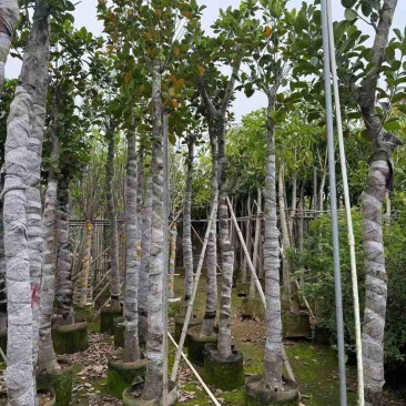 菠萝蜜2-15分，基地直销，一手货源，大量低价出售，欢迎选购
