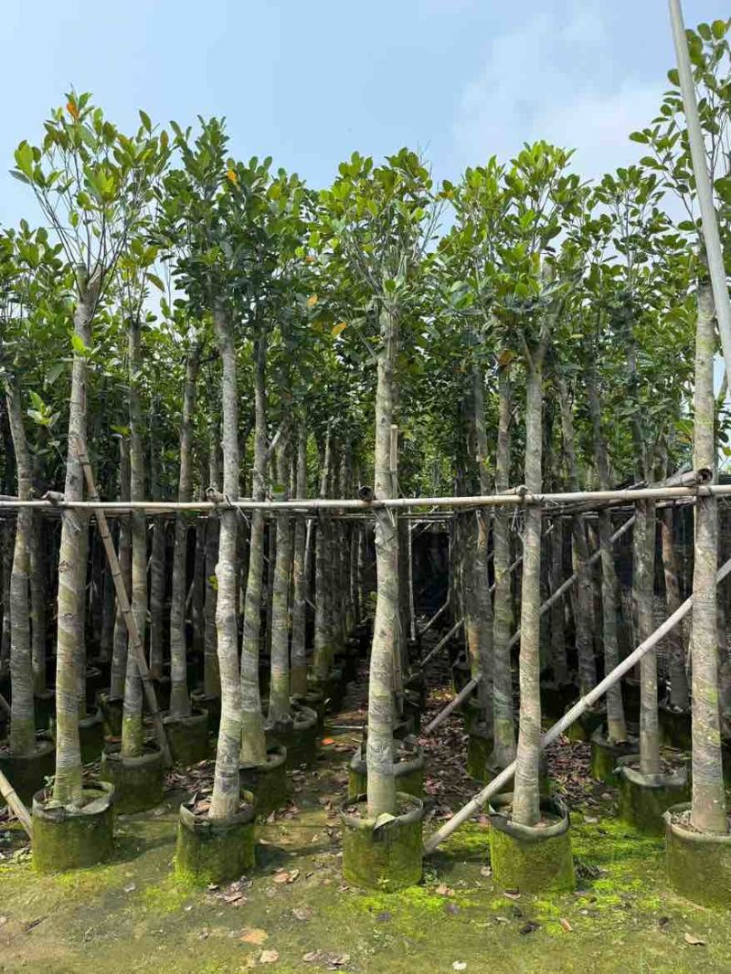 菠萝蜜2-15分，基地直销，一手货源，大量低价出售，欢迎选购
