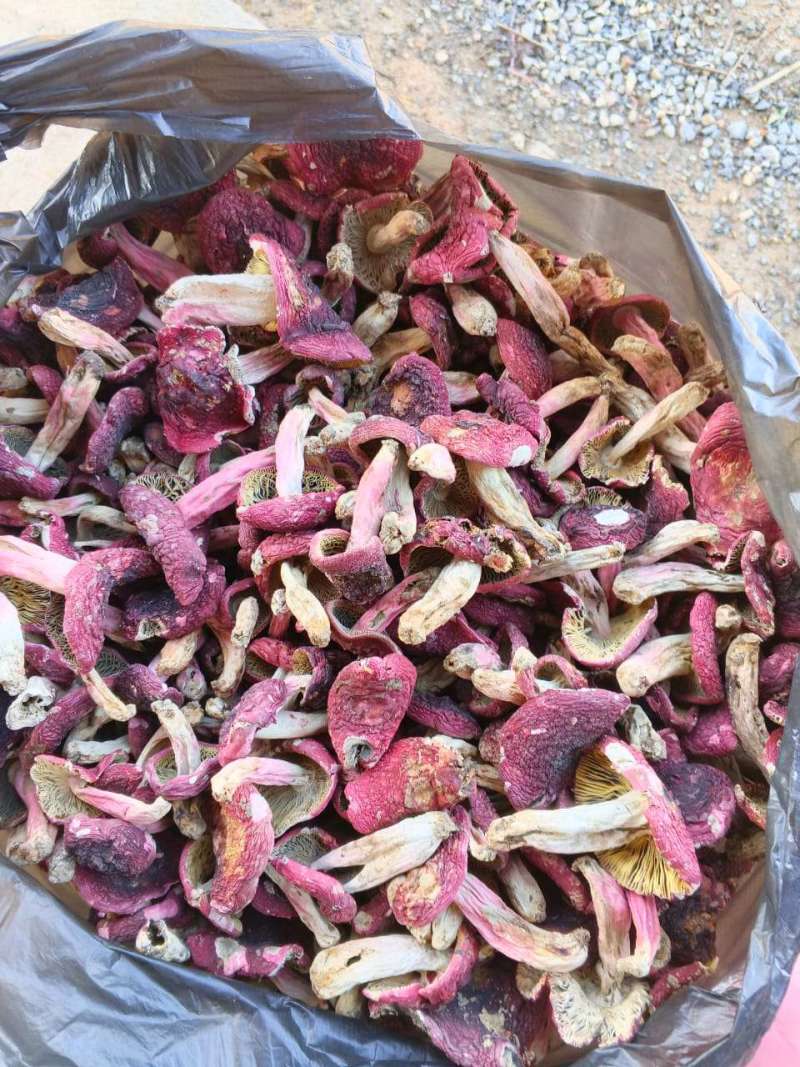 野生大红菌