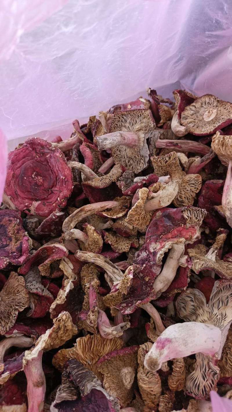 野生大红菌