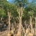 蓝花楹骨架10-20分，基地直销，一手货源，大量低价出售