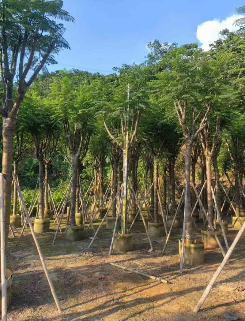 蓝花楹骨架10-20分，基地直销，一手货源，大量低价出售