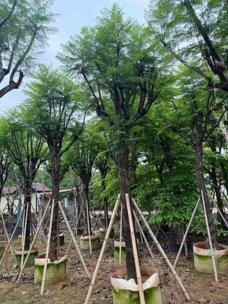 蓝花楹骨架10-20分，基地直销，一手货源，大量低价出售