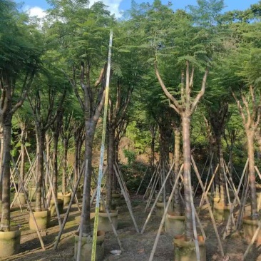 蓝花楹骨架10-20分，基地直销，一手货源，大量低价出售