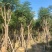 蓝花楹骨架10-20分，基地直销，一手货源，大量低价出售