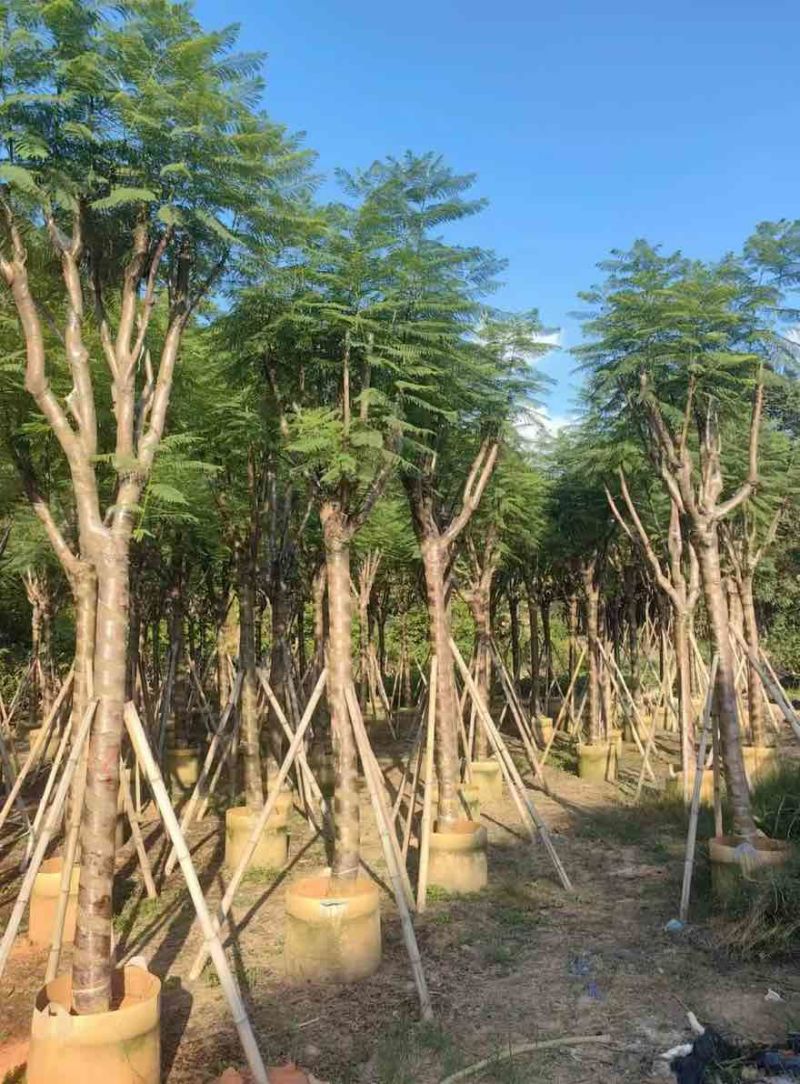 蓝花楹骨架10-20分，基地直销，一手货源，大量低价出售