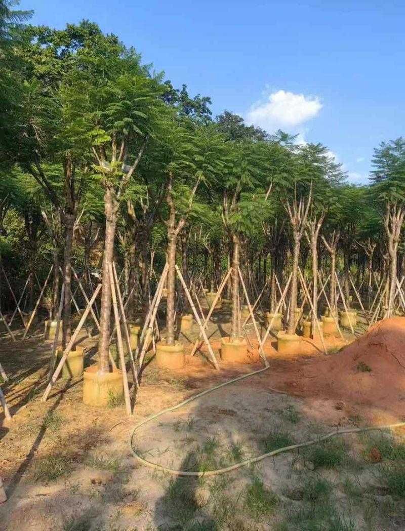 蓝花楹骨架10-20分，基地直销，一手货源，大量低价出售