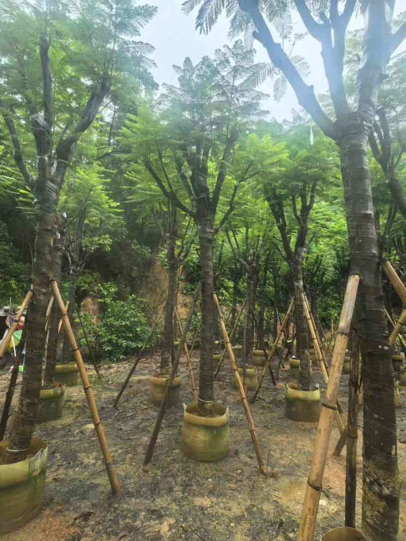 蓝花楹骨架10-18分，一手货源，基地直销，大量低价出售
