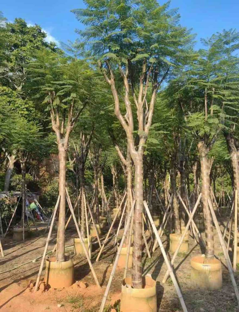 蓝花楹骨架10-18分，一手货源，基地直销，大量低价出售