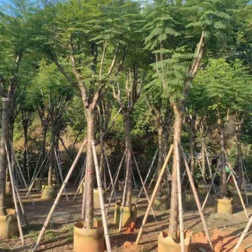 蓝花楹骨架10-18分，一手货源，基地直销，大量低价出售