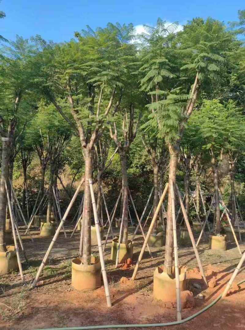 蓝花楹骨架10-18分，一手货源，基地直销，大量低价出售
