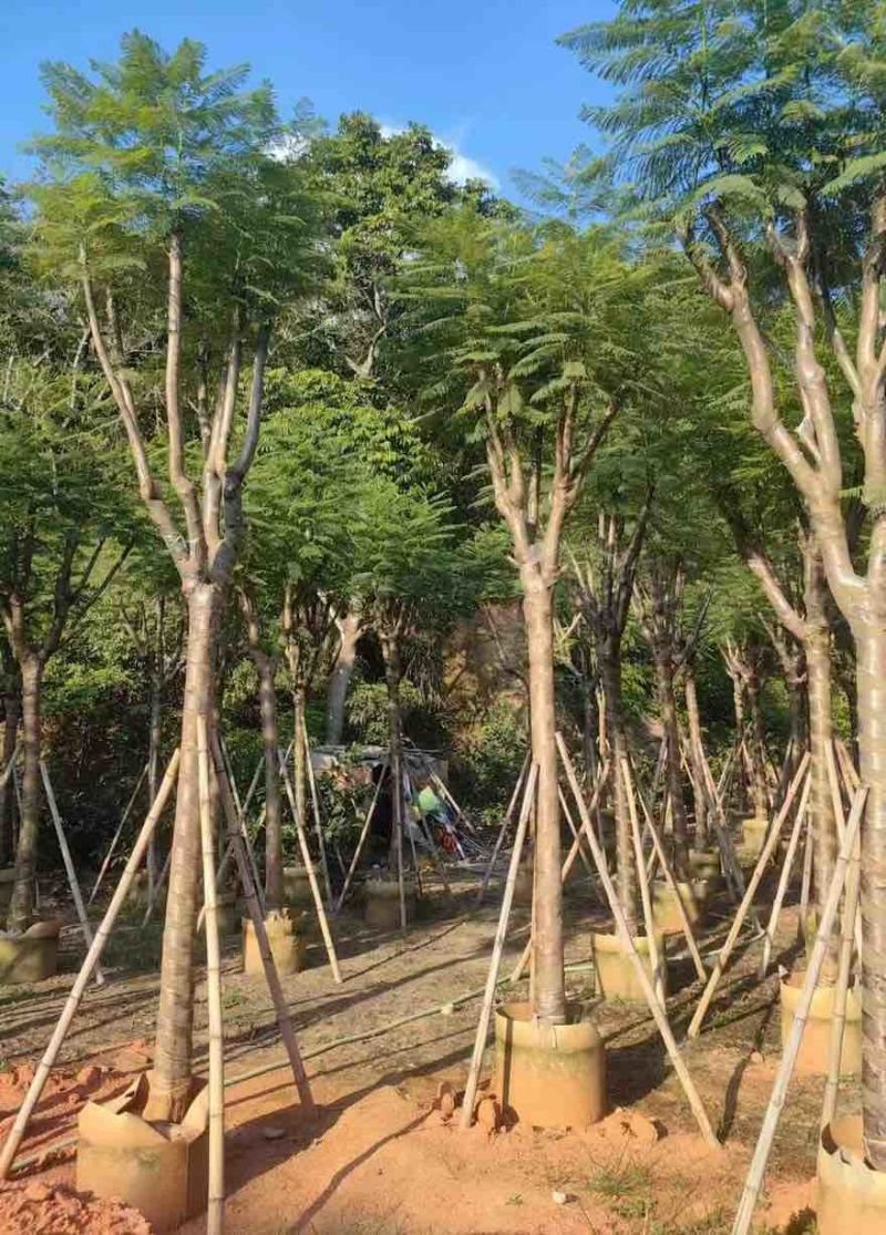 蓝花楹骨架10-18分，一手货源，基地直销，大量低价出售