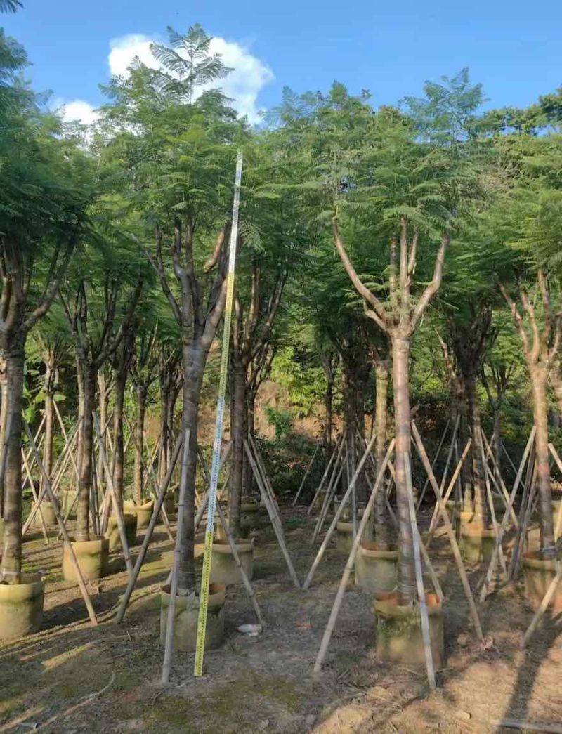 蓝花楹骨架10-18分，一手货源，基地直销，大量低价出售