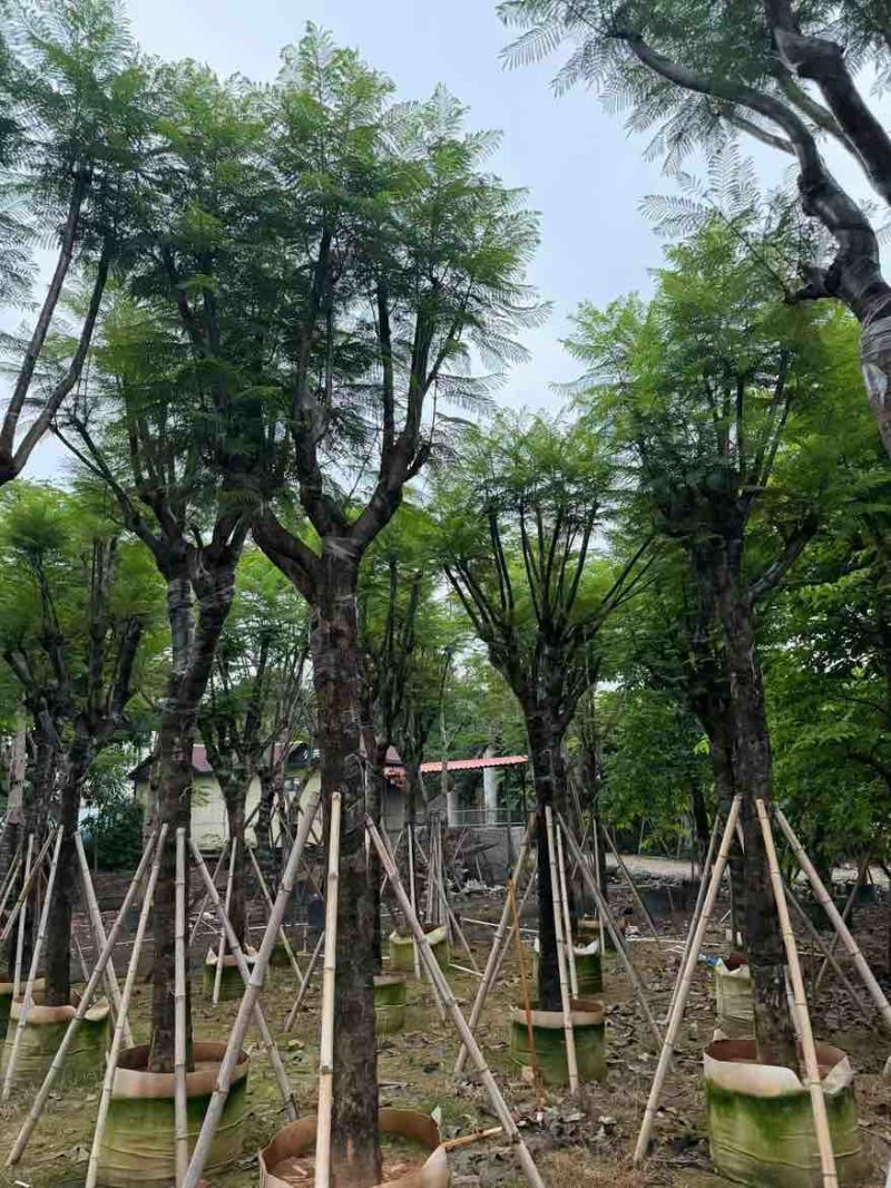 蓝花楹骨架10-18分，一手货源，基地直销，大量低价出售