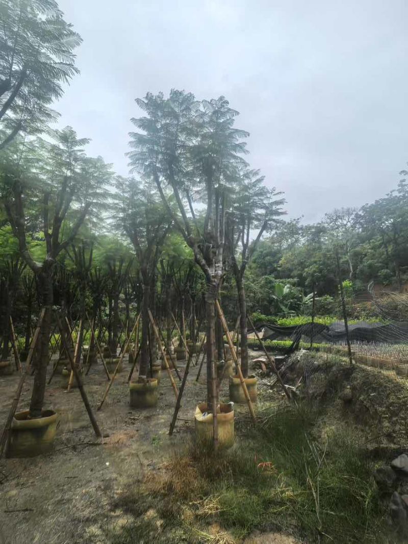 蓝花楹骨架8-18分，基地直销，一手货源，大量低价出售