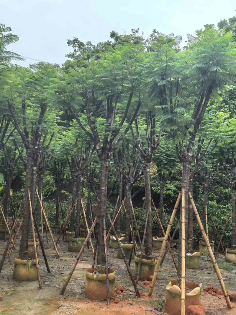蓝花楹骨架8-18分，基地直销，一手货源，大量低价出售