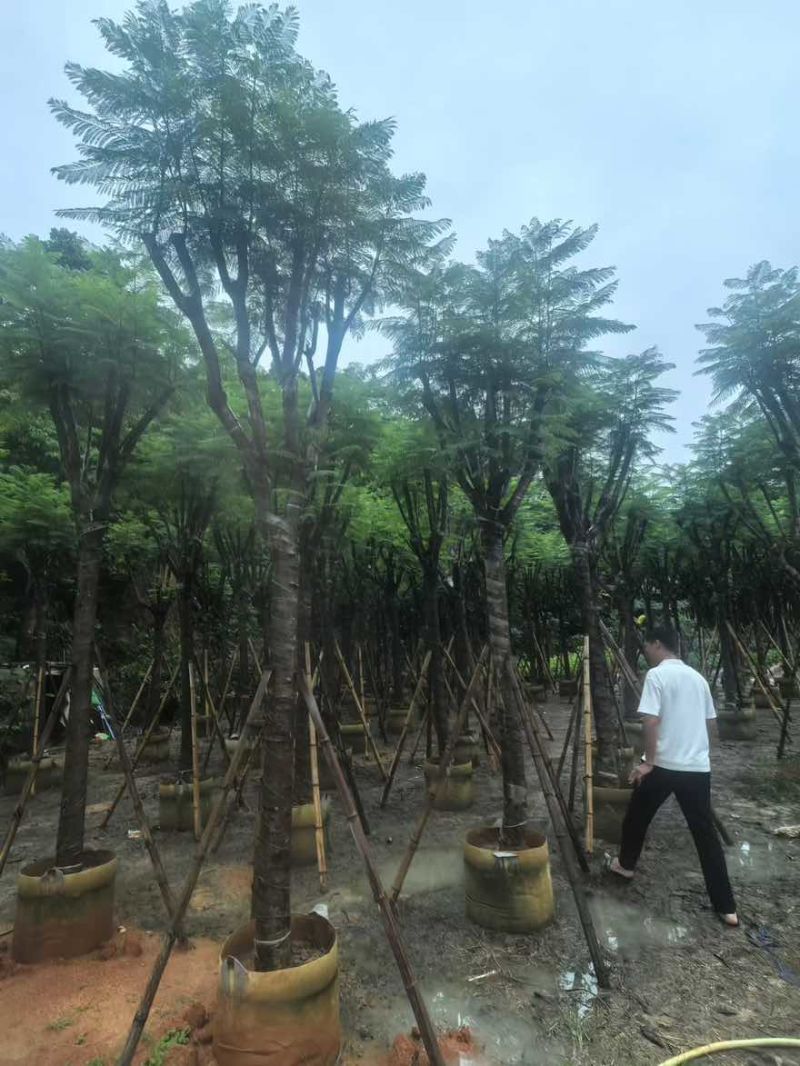 蓝花楹骨架8-18分，基地直销，一手货源，大量低价出售
