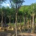 蓝花楹骨架8-18分，基地直销，一手货源，大量低价出售