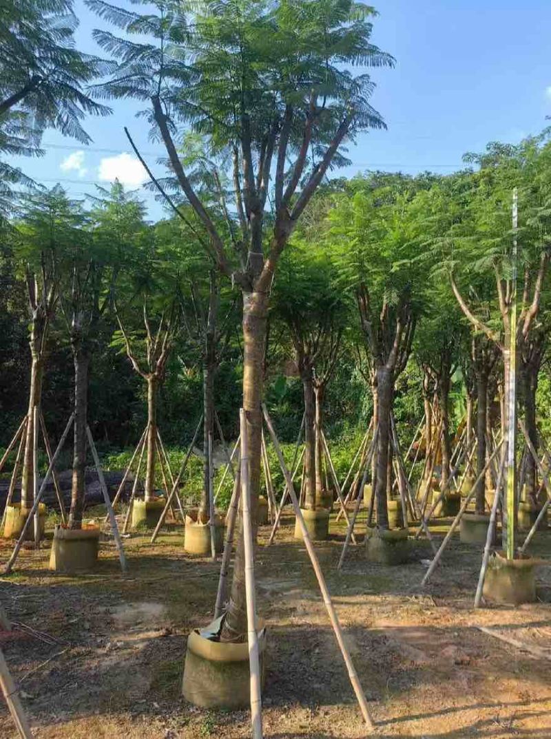 蓝花楹骨架8-18分，基地直销，一手货源，大量低价出售
