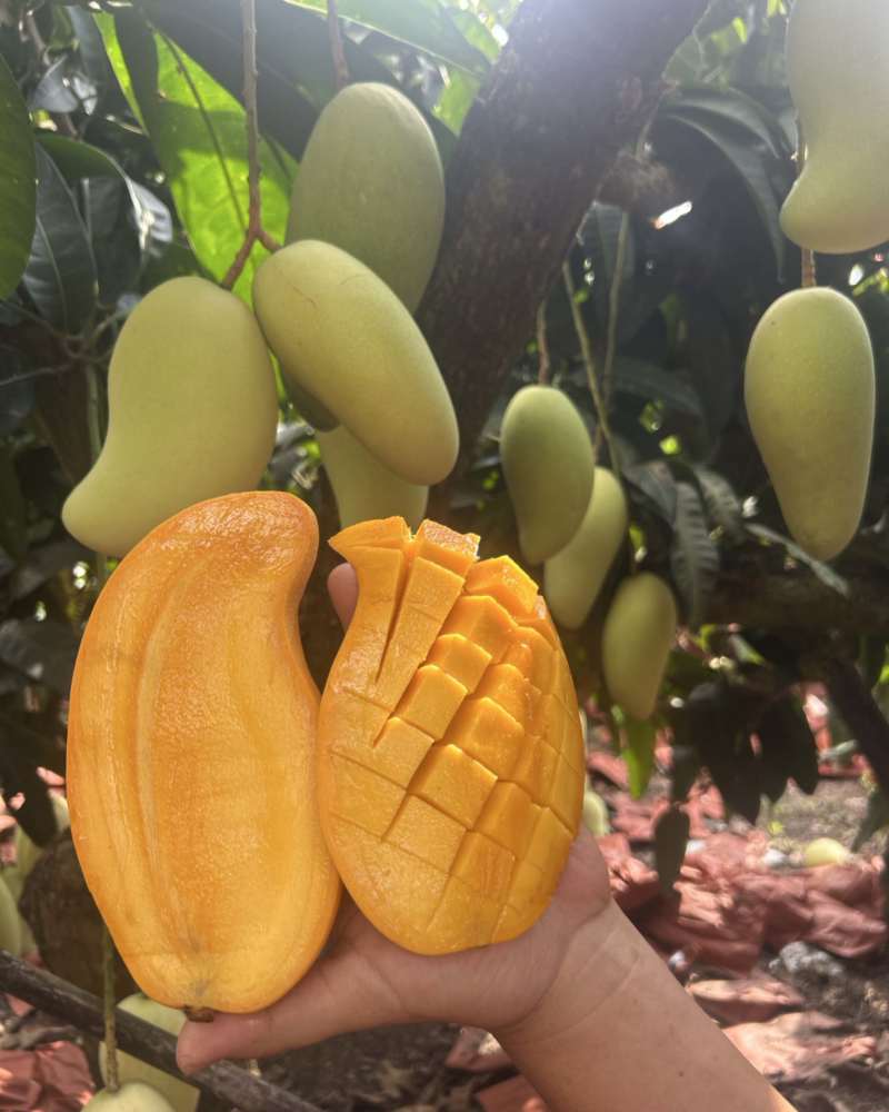 海南金煌芒