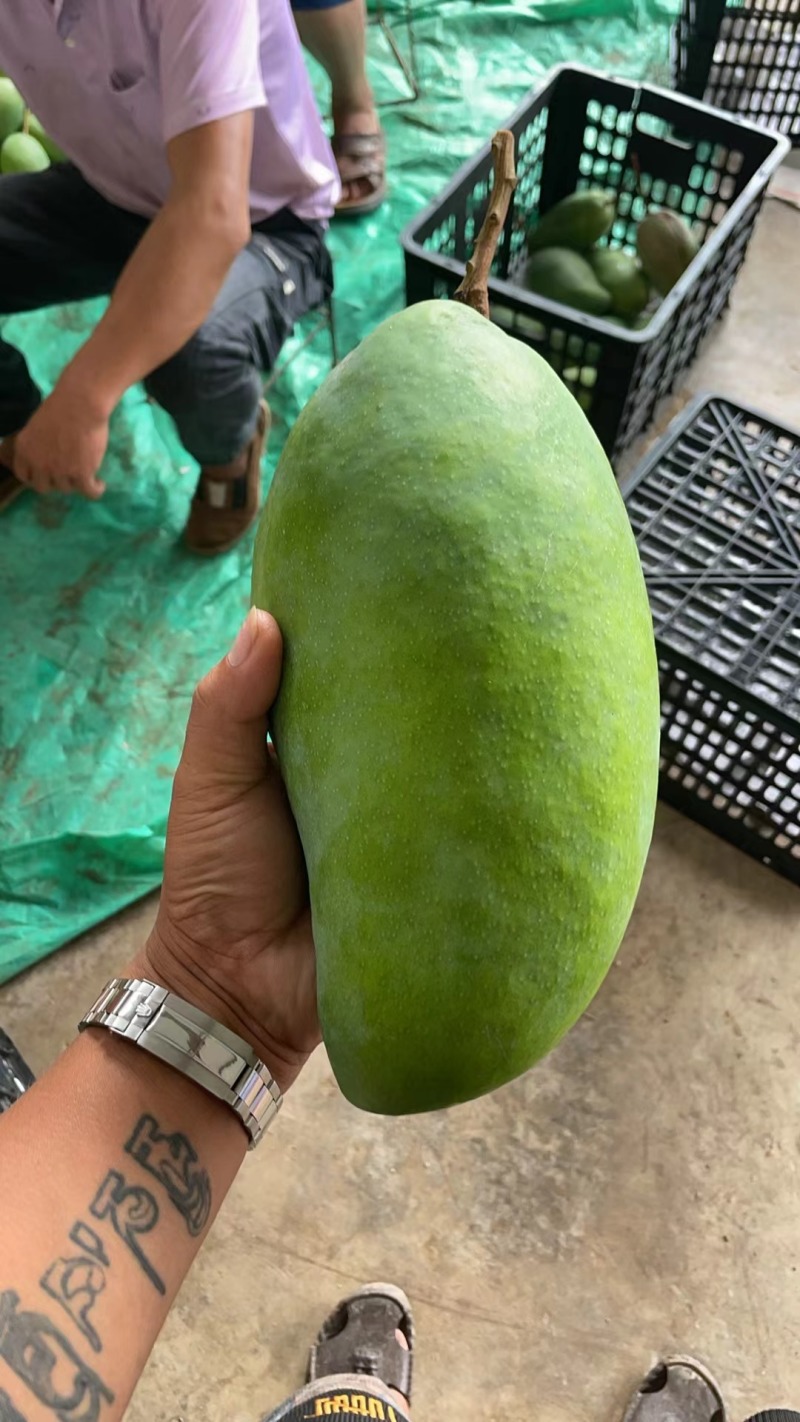 大青一级二级贵妃一级二级