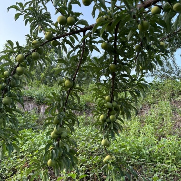 蜂糖李中果大果