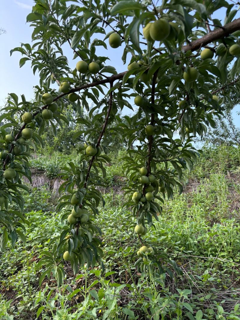蜂糖李中果大果
