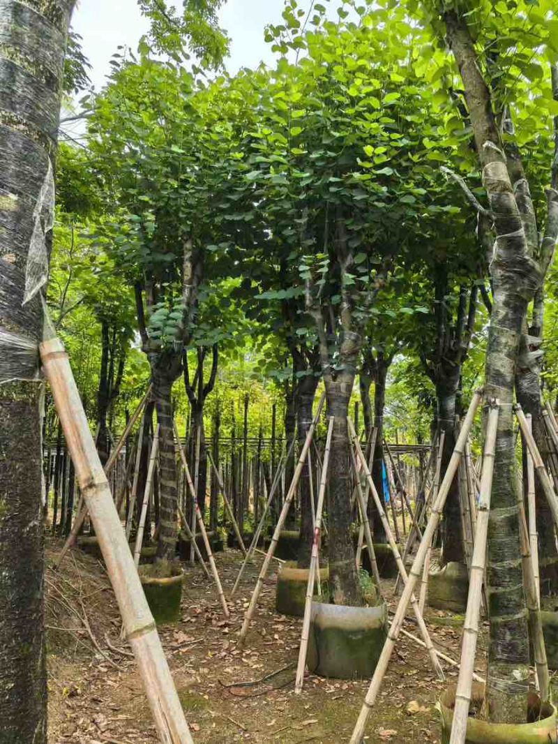 宫粉紫荆骨架8-25分，基地直销，一手货源，大量低价出售