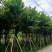宫粉紫荆骨架8-25分，基地直销，一手货源，大量低价出售