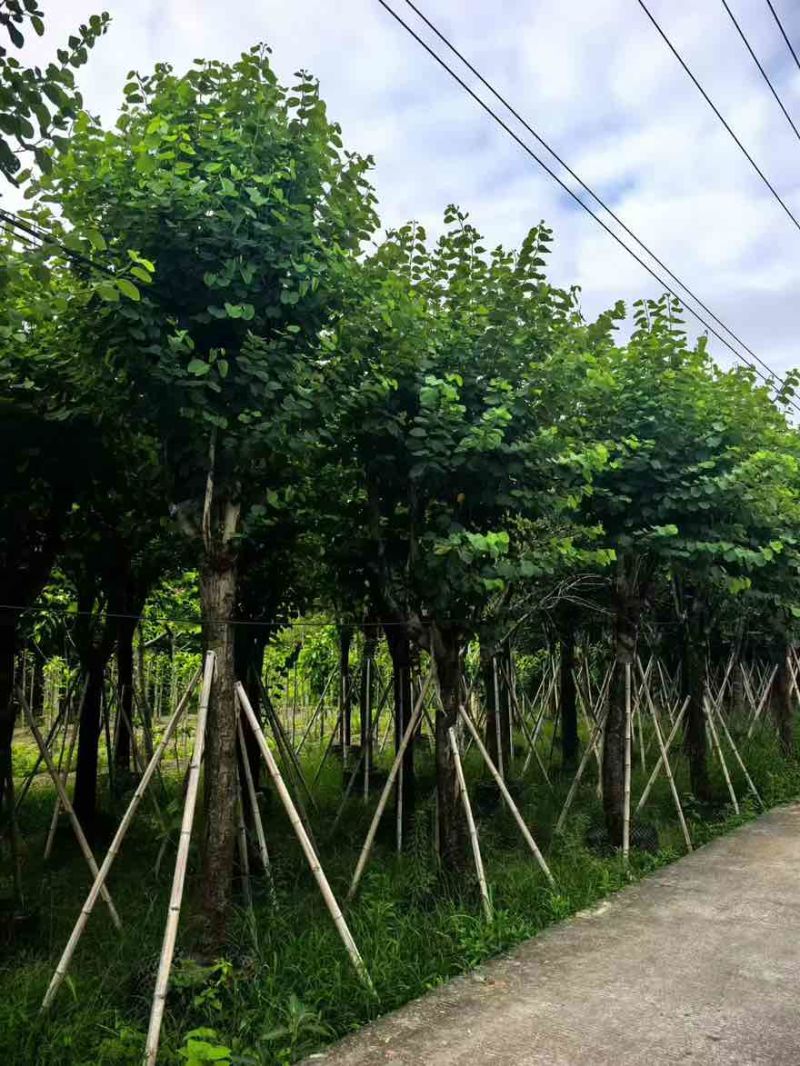 宫粉紫荆骨架8-25分，基地直销，一手货源，大量低价出售