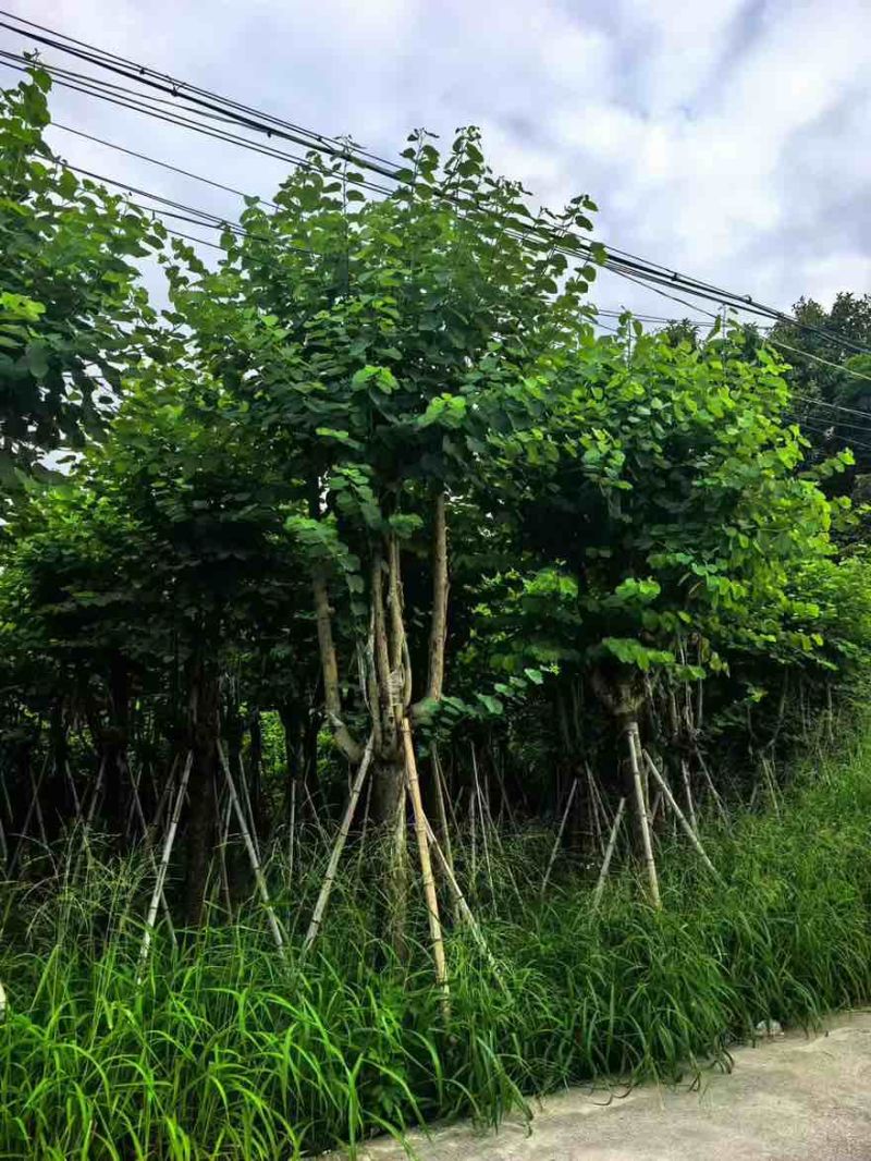 宫粉紫荆骨架8-25分，基地直销，一手货源，大量低价出售