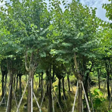 宫粉紫荆骨架8-25分，基地直销，一手货源，大量低价出售