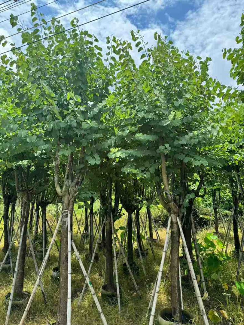 宫粉紫荆骨架8-25分，基地直销，一手货源，大量低价出售