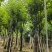 宫粉紫荆骨架8-25分，基地直销，一手货源，大量低价出售