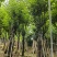 宫粉紫荆骨架8-25分，基地直销，一手货源，大量低价出售