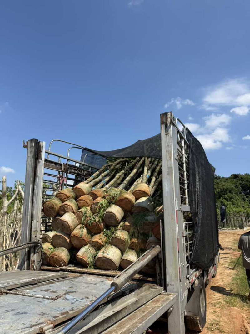 宫粉紫荆骨架8-25分，基地直销，一手货源，大量低价出售