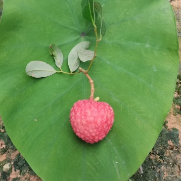 中国红荔枝