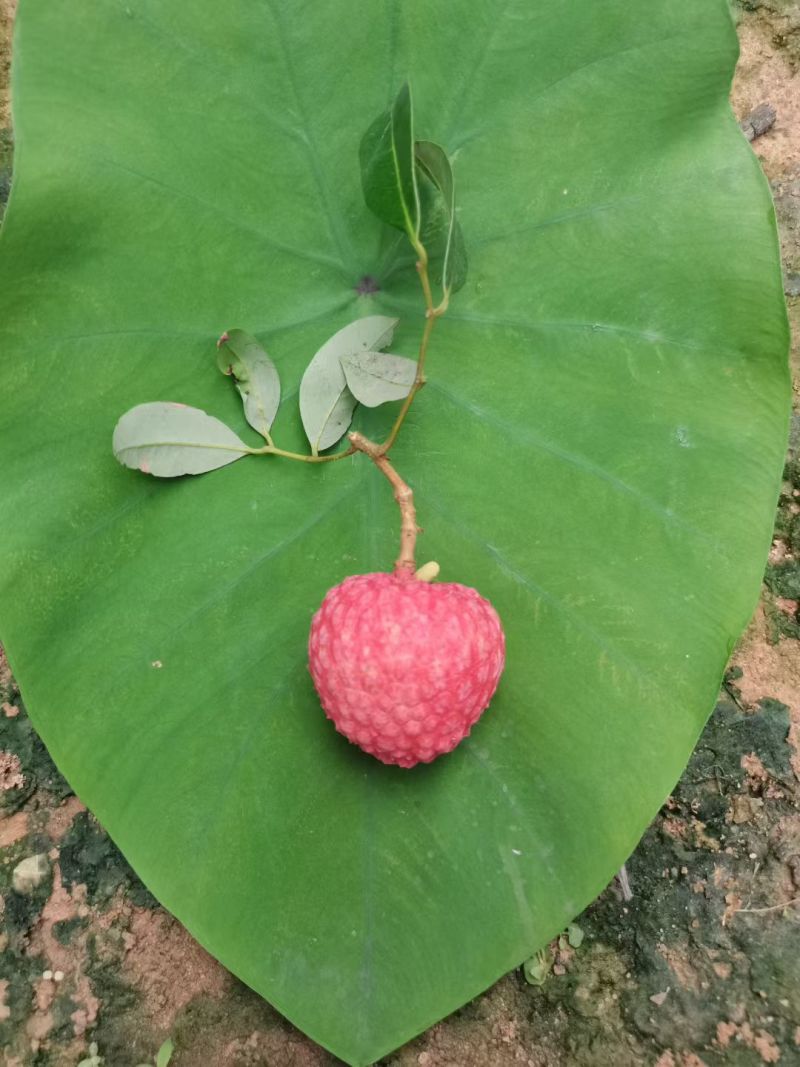 中国红荔枝