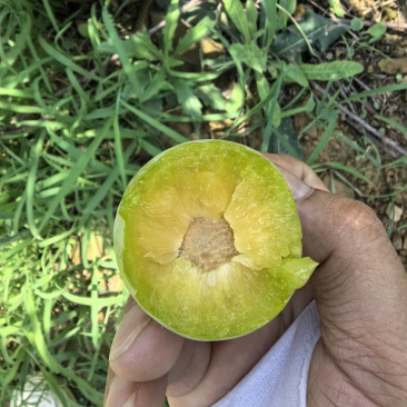 贵州六马蜂糖李