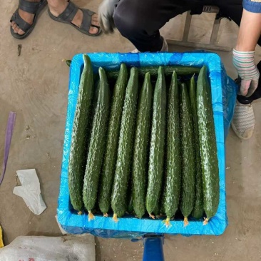 滑县万亩基地黄瓜豆角西红柿