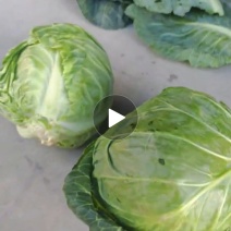 包菜