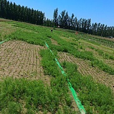 宁津县头茬茴香
