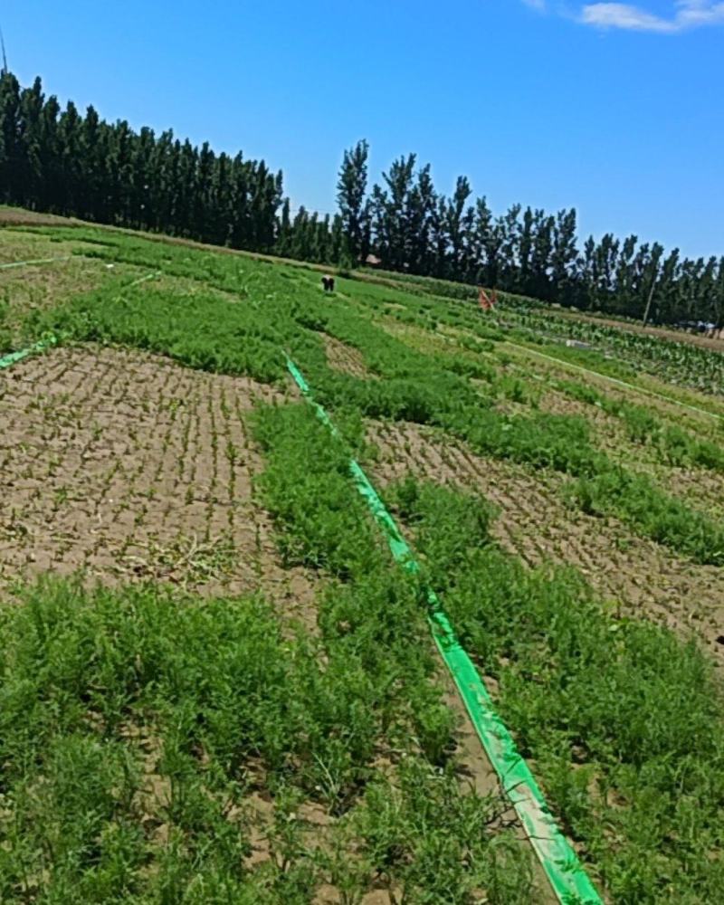 宁津县头茬茴香