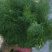 茴香苗